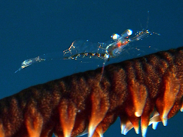 Iridescent Shrimp - Periclimenes iridescens - Roatan, Honduras