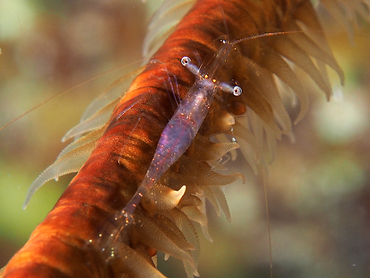 Iridescent Shrimp - Periclimenes iridescens - Turks and Caicos