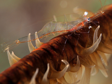 Iridescent Shrimp - Periclimenes iridescens - Turks and Caicos