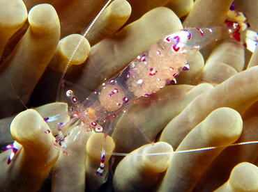 Sarasvati Anemone Shrimp - Ancylomenes sarasvati - Dumaguete, Philippines