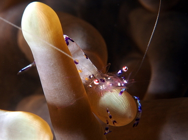 Sarasvati Anemone Shrimp - Ancylomenes sarasvati - Palau