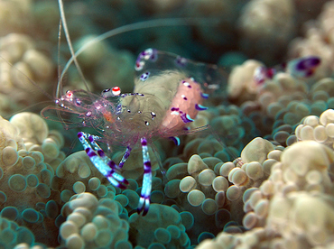 Sarasvati Anemone Shrimp - Ancylomenes sarasvati - Wakatobi, Indonesia