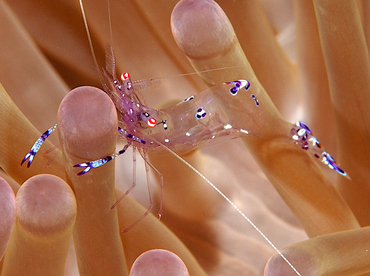 Sarasvati Anemone Shrimp - Ancylomenes sarasvati - Wakatobi, Indonesia