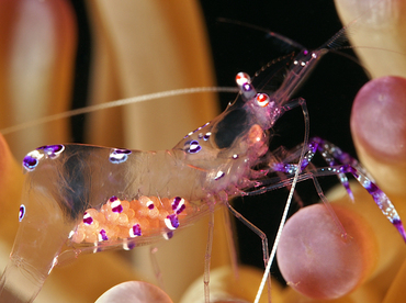 Sarasvati Anemone Shrimp - Ancylomenes sarasvati - Wakatobi, Indonesia