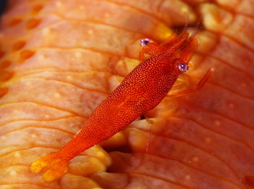 Sea Star Shrimp - Periclimenes soror - Bali, Indonesia
