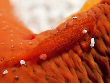 Sea Star Shrimp - Zenopontonia soror - Komodo, Indonesia