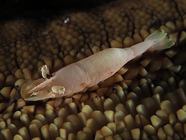 Sea Star Shrimp - Zenopontonia soror - Bali, Indonesia