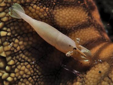 Sea Star Shrimp - Zenopontonia soror - Bali, Indonesia