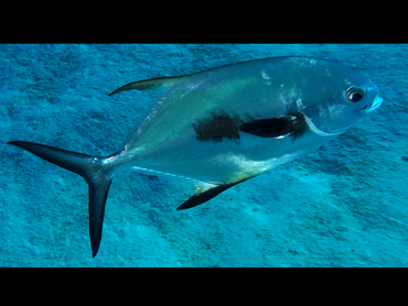 Permit - Trachinotus falcatus - Cozumel, Mexico