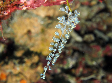 Blue Bell Sea Squirt - Perophora namei - Wakatobi, Indonesia