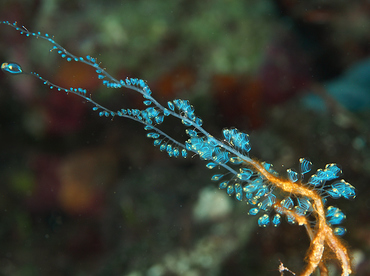 Blue Bell Sea Squirt - Perophora namei - Wakatobi, Indonesia