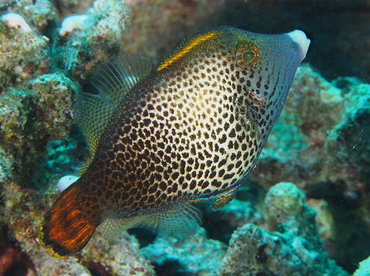 Fantail Filefish - Pervagor spilosoma - Oahu, Hawaii