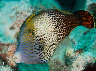 Fantail Filefish - Pervagor spilosoma - Oahu, Hawaii