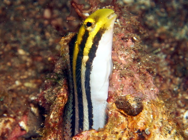 Shorthead Fangblenny - Petroscirtes breviceps - Lembeh Strait, Indonesia