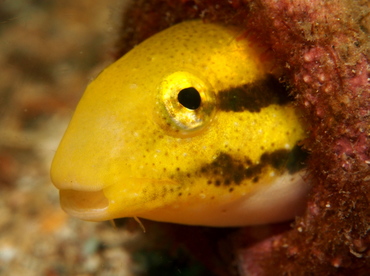 Shorthead Fangblenny - Petroscirtes breviceps - Lembeh Strait, Indonesia