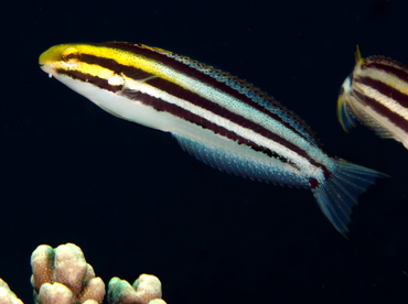 Shorthead Fangblenny - Petroscirtes breviceps - Bali, Indonesia