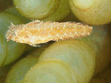 Highfin Fangblenny - Petroscirtes mitratus - Bali, Indonesia