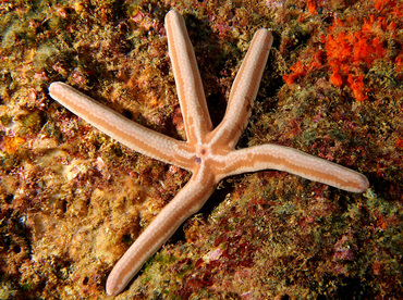 Tan Starfish - Phataria unifascialis - Cabo San Lucas, Mexico