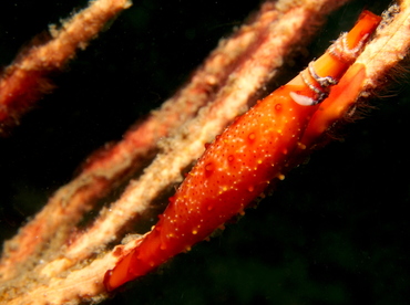 Rosy Spindle Cowry - Phenacovolva rosea - Lembeh Strait, Indonesia