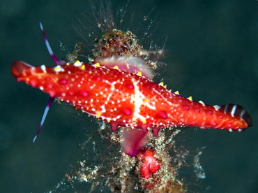 Rosy Spindle Cowry - Phenacovolva rosea - Bali, Indonesia