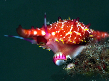 Rosy Spindle Cowry - Phenacovolva rosea - Bali, Indonesia