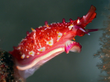 Rosy Spindle Cowry - Phenacovolva rosea - Bali, Indonesia