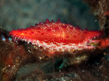 Rosy Spindle Cowry - Phenacovolva rosea - Bali, Indonesia