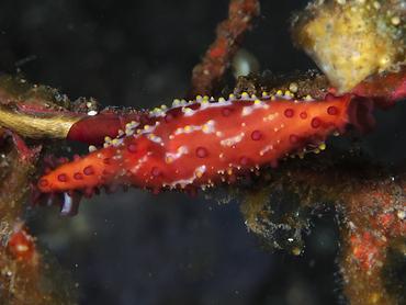 Rosy Spindle Cowry - Phenacovolva rosea - Bali, Indonesia