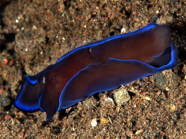 Gardiner's Headshield Slug - Philinopsis gardineri - Bali, Indonesia