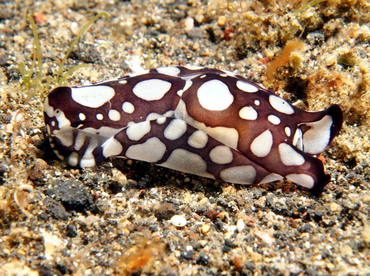 Pilsbry's Headshield Slug - Philinopsis pilsbryi - Lembeh Strait, Indonesia