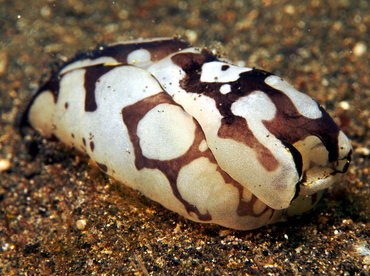 Pilsbry's Headshield Slug - Philinopsis pilsbryi - Lembeh Strait, Indonesia