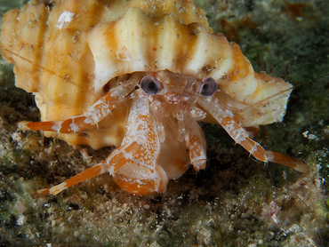 Ridgeclaw Hermit Crab - Phimochirus randalli - Turks and Caicos