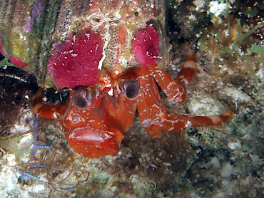 Ridgeclaw Hermit Crab - Phimochirus randalli - Turks and Caicos