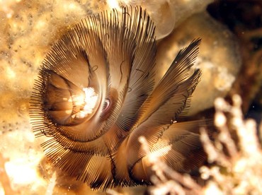 Southern Horseshoe Worm - Phoronis australis - Dumaguete, Philippines