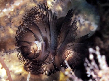 Southern Horseshoe Worm - Phoronis australis - Dumaguete, Philippines