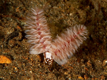 California Horseshoe Worm - Phoronopsis californica - Anilao, Philippines