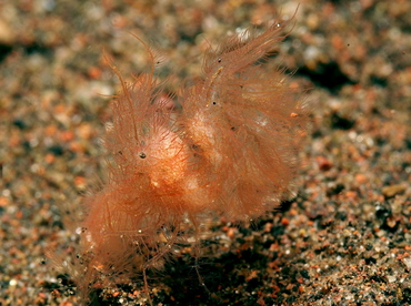 Hairy Shrimp - Phycocaris simulans - Bali, Indonesia