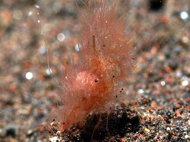 Hairy Shrimp - Phycocaris simulans - Bali, Indonesia