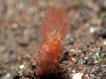 Hairy Shrimp - Phycocaris simulans - Bali, Indonesia