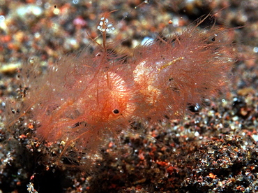 Hairy Shrimp - Phycocaris simulans - Bali, Indonesia