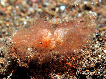 Hairy Shrimp - Phycocaris simulans - Bali, Indonesia