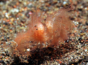 Hairy Shrimp - Phycocaris simulans - Bali, Indonesia