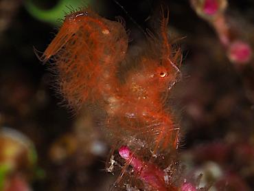 Hairy Shrimp - Phycocaris simulans - Komodo, Indonesia