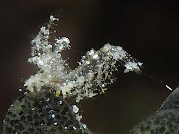 Hairy Shrimp - Phycocaris simulans - Komodo, Indonesia