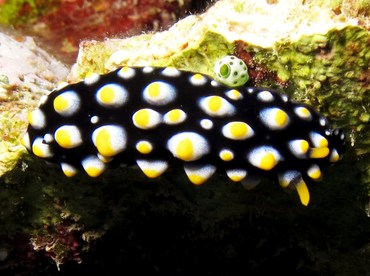 Carlsonhoff's Phyllidia - Phyllidia carlsonhoffi - Yap, Micronesia