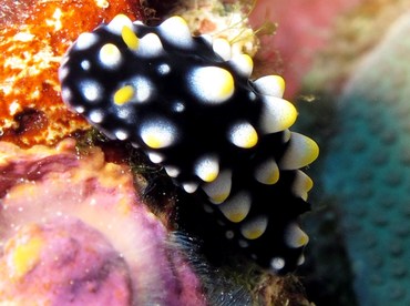 Carlsonhoff's Phyllidia - Phyllidia carlsonhoffi - Yap, Micronesia