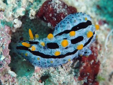 Sky Blue Phyllidia - Phyllidia coelestis - Lombok, Indonesia