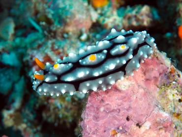 Elegant Phyllidia - Phyllidia elegans - Komodo, Indonesia