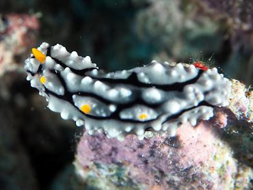 Elegant Phyllidia - Phyllidia elegans - Komodo, Indonesia