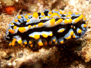 Sea Blue Phyllidia - Phyllidia marindica - Lembeh Strait, Indonesia